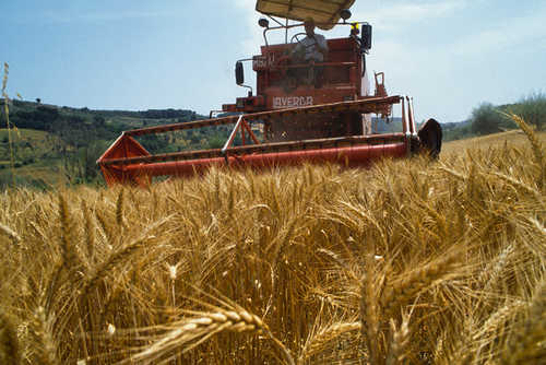 agricoltura.jpg